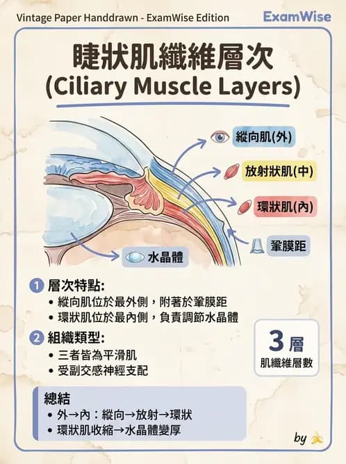 驗光師 - 眼球中層與前房 - AI 圖文解析預覽