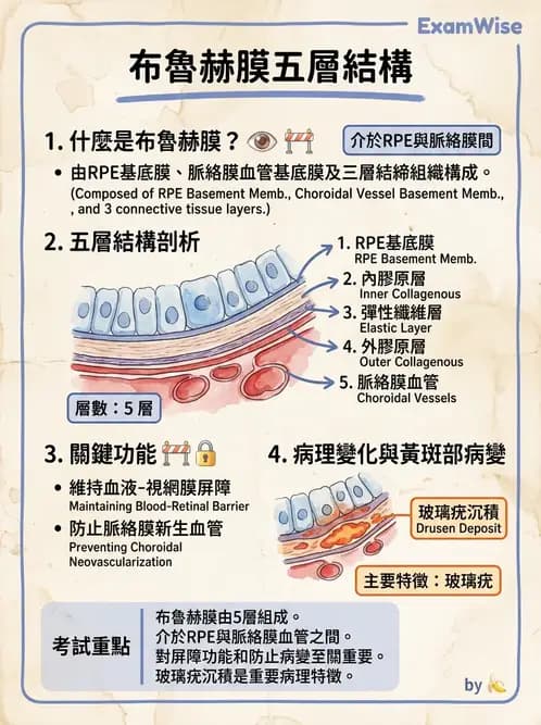 驗光師 - 眼球中層與前房 - AI 圖文解析預覽