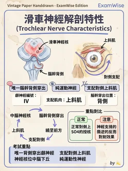 驗光師 - 眼部腦神經解剖與麻痺 - AI 圖文解析預覽