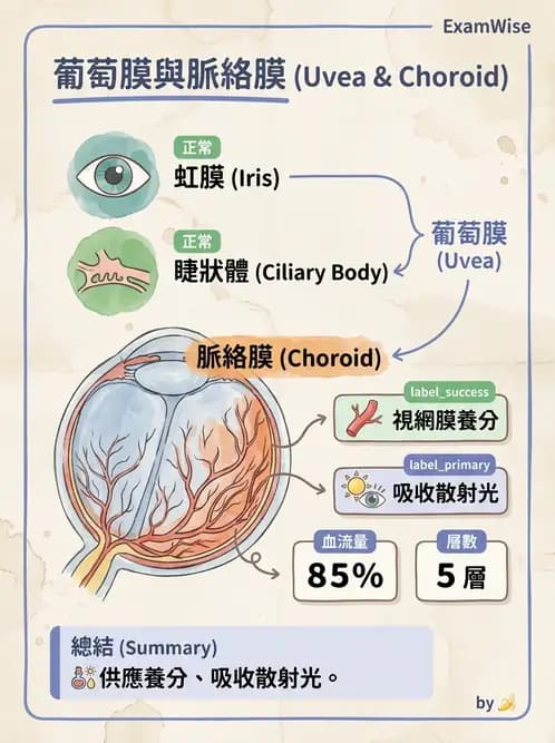 驗光師 - 眼球中層與前房 - AI 圖文解析預覽