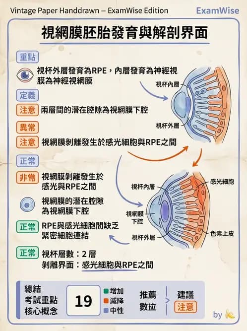 驗光師 - 眼球胚胎發育 - AI 圖文解析預覽