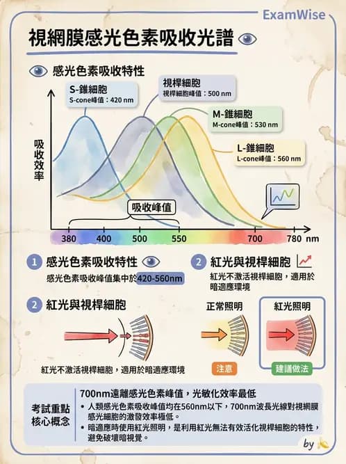 驗光師 - 視網膜 - AI 圖文解析預覽