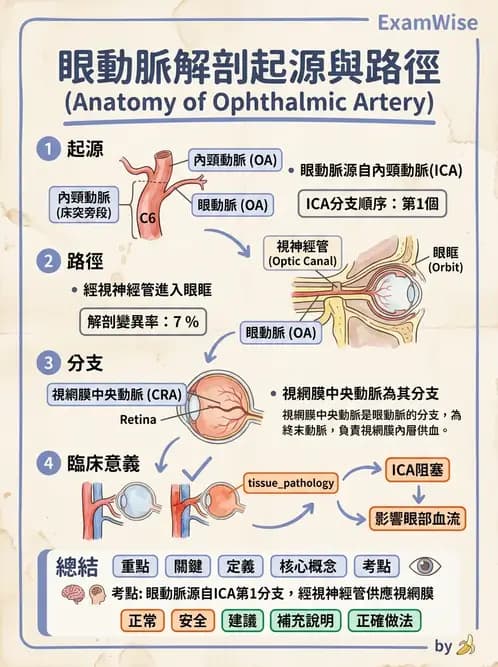 驗光師 - 眼循環系統 - AI 圖文解析預覽