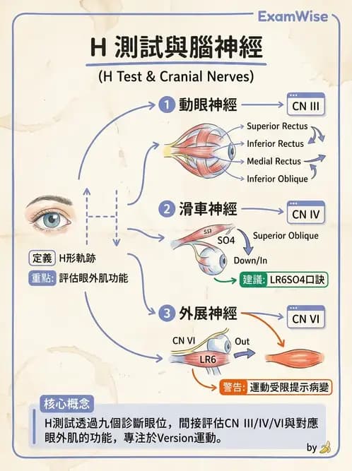 驗光師 - 眼外肌運動與眼位初步檢查 - AI 圖文解析預覽