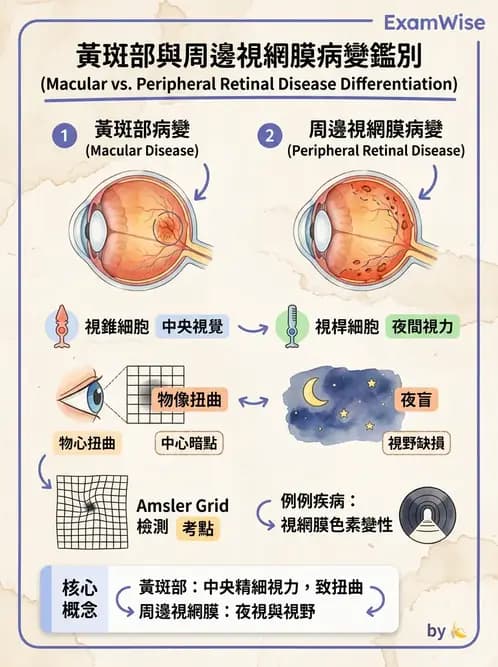驗光師 - 老年性黃斑部及眼部退化疾病 - AI 圖文解析預覽