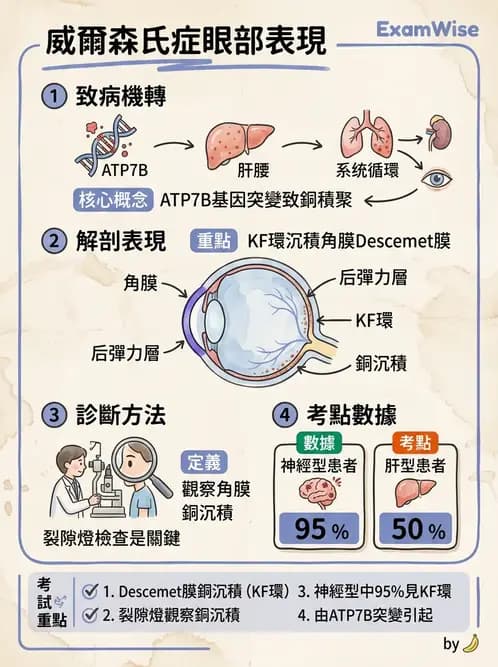 驗光師 - 血管阻塞、甲狀腺眼疾與其他全身性眼病變 - AI 圖文解析預覽
