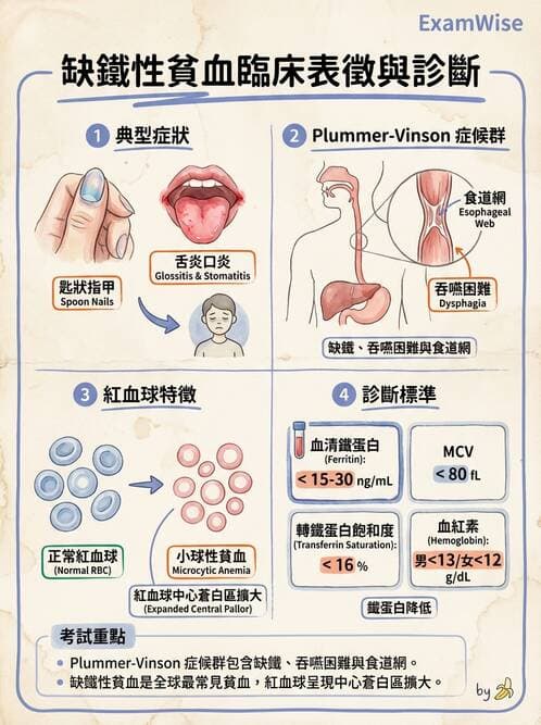 護理師 - 貧血與凝血疾病 - AI 圖文解析預覽