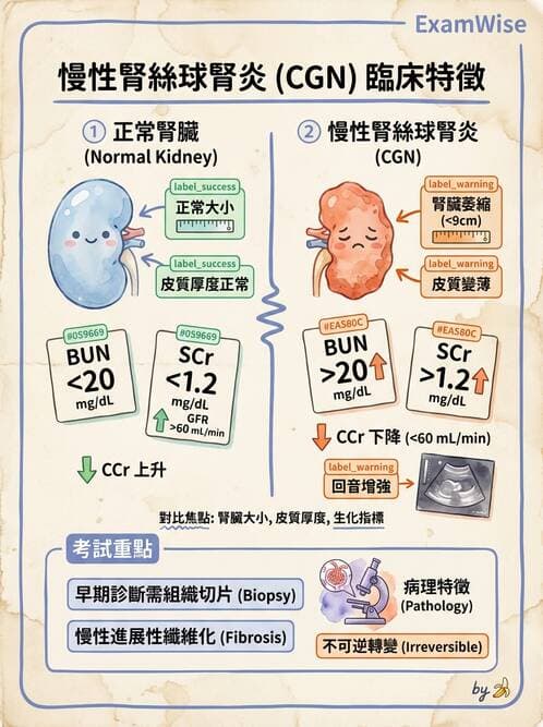 護理師 - 腎炎、腎衰竭與慢性腎臟病 - AI 圖文解析預覽