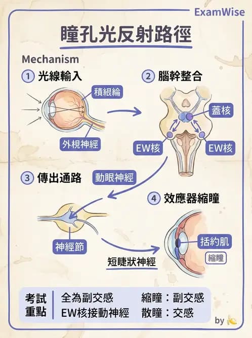 驗光師 - 眼部反射弧與自主神經調控 - AI 圖文解析預覽