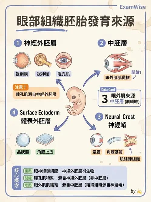 驗光師 - 眼球胚胎發育 - AI 圖文解析預覽