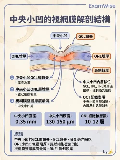驗光師 - 視網膜 - AI 圖文解析預覽