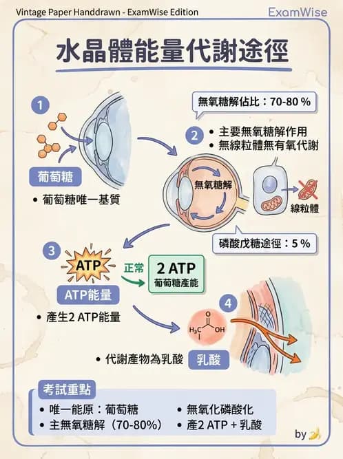 驗光師 - 水晶體與玻璃體 - AI 圖文解析預覽