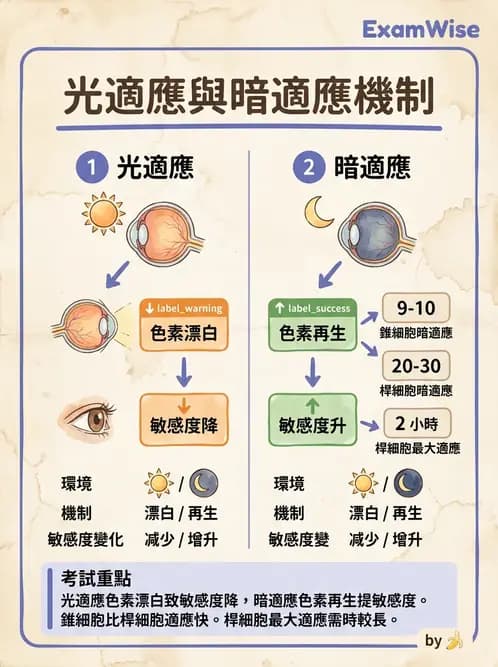 驗光師 - 視覺生理與檢查 - AI 圖文解析預覽