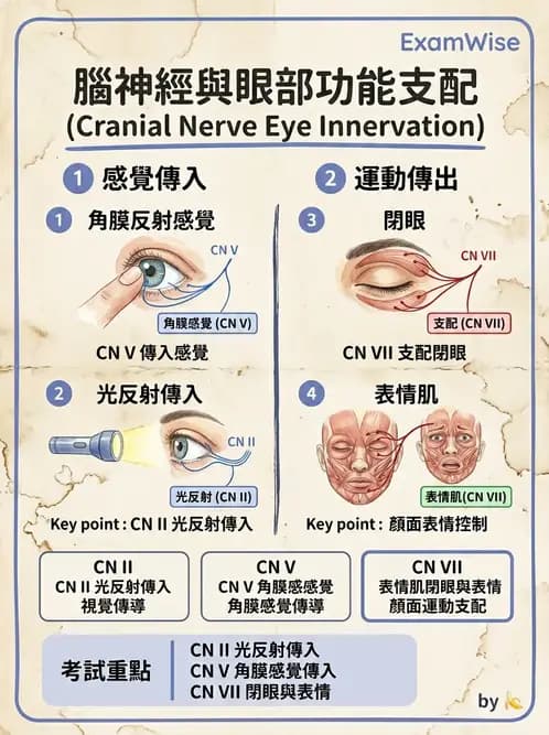 驗光師 - 眼部腦神經解剖與麻痺 - AI 圖文解析預覽