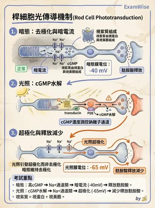 驗光師 - 視網膜 - AI 圖文解析預覽