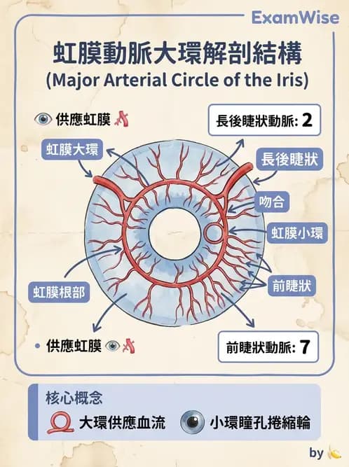 驗光師 - 眼循環系統 - AI 圖文解析預覽