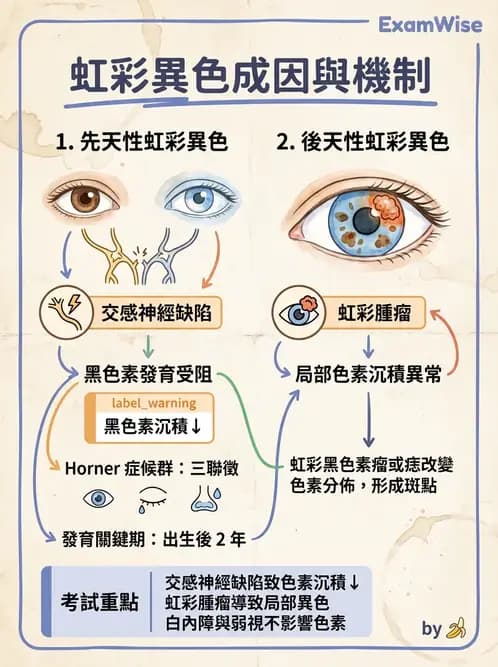 驗光師 - 葡萄膜炎與免疫相關眼病變 - AI 圖文解析預覽