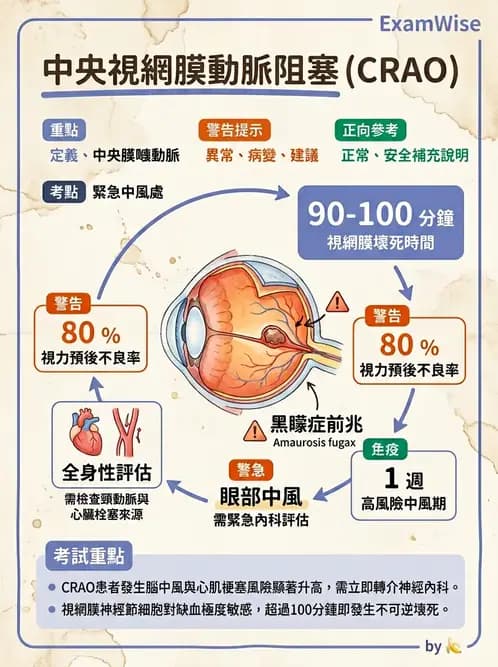 驗光師 - 血管阻塞、甲狀腺眼疾與其他全身性眼病變 - AI 圖文解析預覽