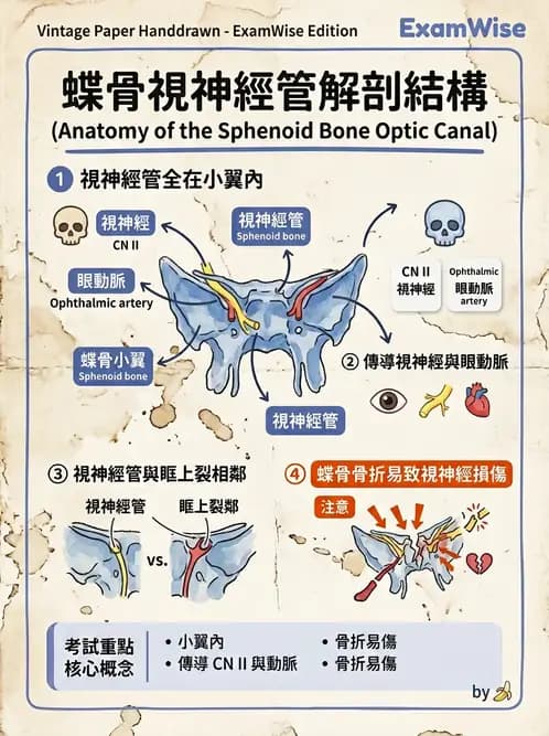 驗光師 - 眼窩骨骼與開口解剖 - AI 圖文解析預覽