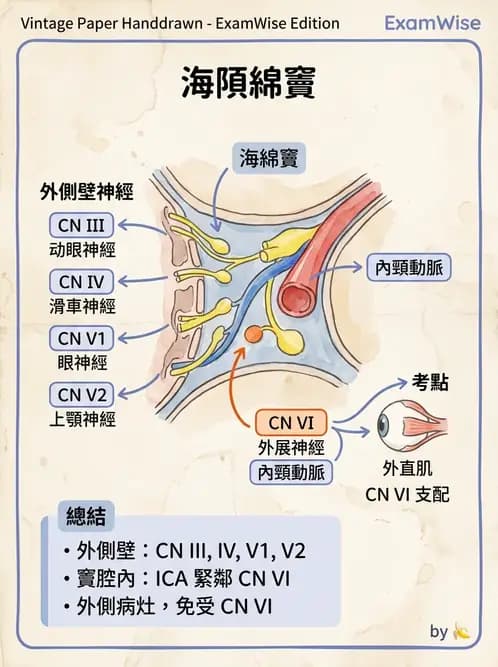 驗光師 - 眼部腦神經解剖與麻痺 - AI 圖文解析預覽