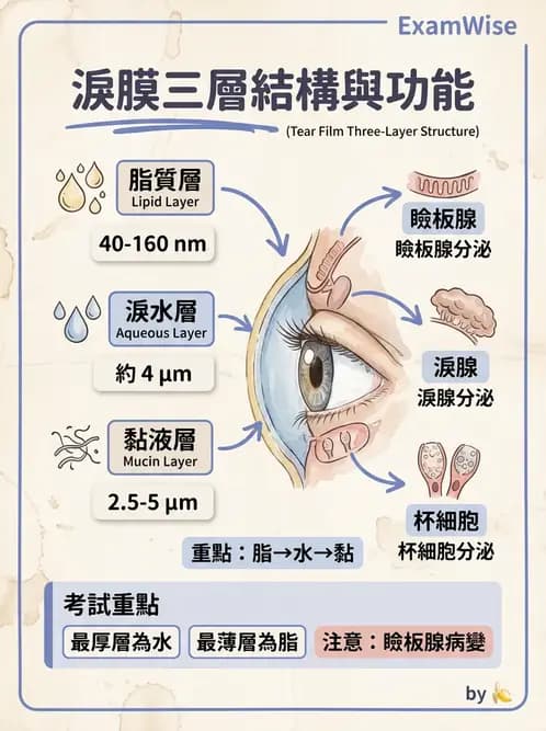 驗光師 - 眼附屬系統 - AI 圖文解析預覽