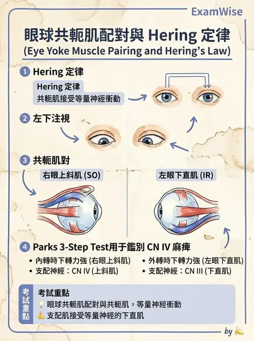 驗光師 - 眼外肌與眼球運動 - AI 圖文解析預覽