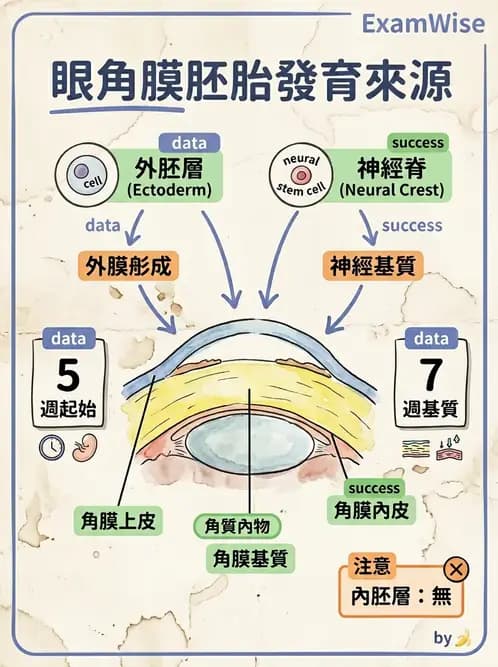 驗光師 - 眼球胚胎發育 - AI 圖文解析預覽