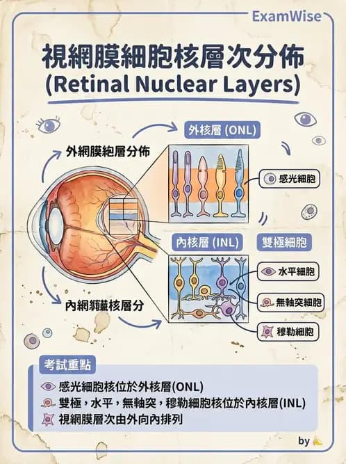 驗光師 - 視網膜 - AI 圖文解析預覽