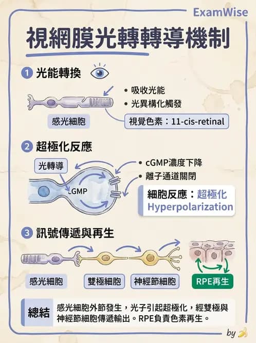驗光師 - 視網膜 - AI 圖文解析預覽