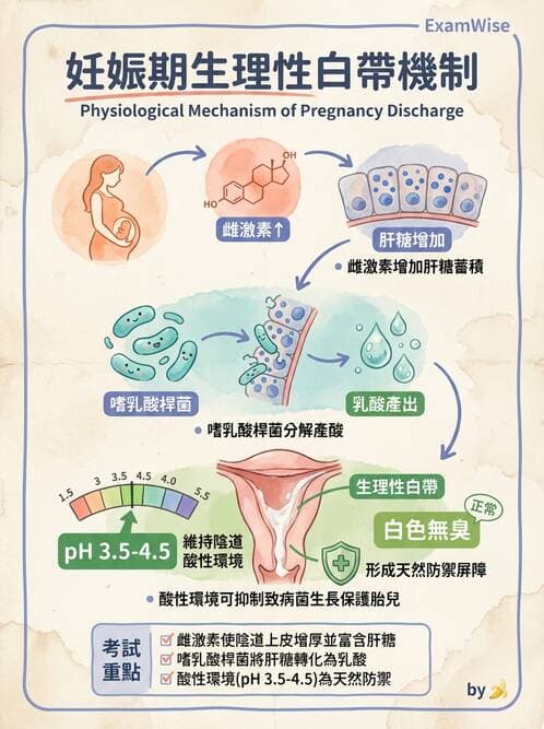 護理師 - 孕期生理變化與不適護理 - AI 圖文解析預覽