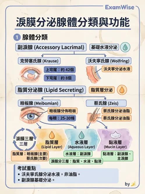 驗光生 - 淚器系統解剖與生理 - AI 圖文解析預覽