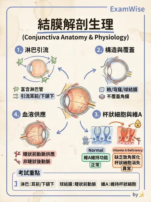 驗光生 - 眼窩骨解剖、眼瞼與結膜 - AI 圖文解析預覽