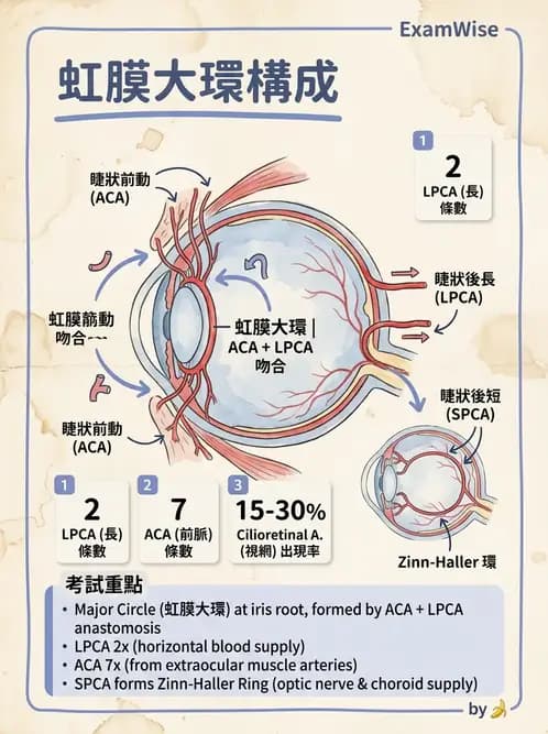 驗光生 - 眼部血液供應、脈絡膜與玻璃體 - AI 圖文解析預覽