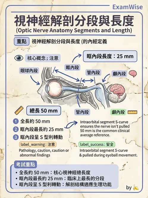 驗光生 - 視覺傳導路徑與瞳孔反射 - AI 圖文解析預覽
