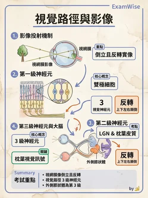 驗光生 - 視覺傳導路徑與瞳孔反射 - AI 圖文解析預覽