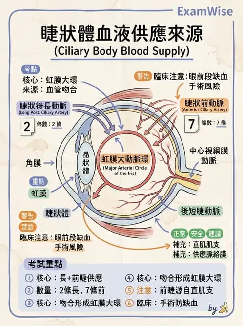 驗光生 - 眼部血液供應、脈絡膜與玻璃體 - AI 圖文解析預覽
