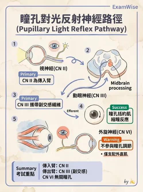 驗光生 - 視覺傳導路徑與瞳孔反射 - AI 圖文解析預覽