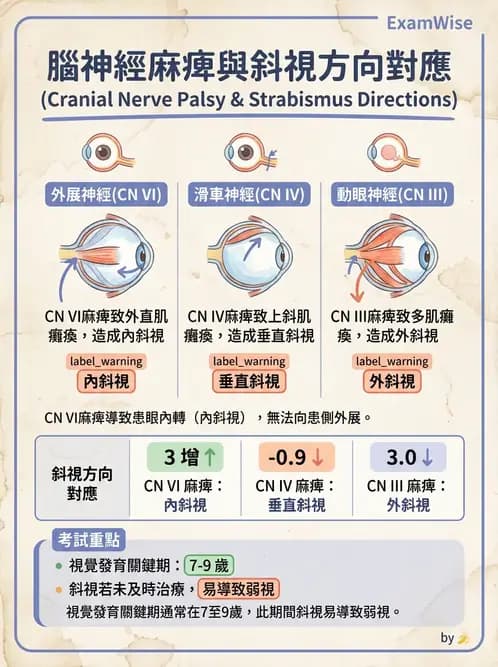 驗光生 - 兒童眼科(弱視、斜視與先天眼疾) - AI 圖文解析預覽