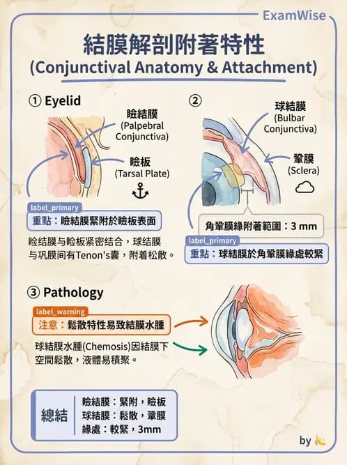 驗光生 - 眼窩骨解剖、眼瞼與結膜 - AI 圖文解析預覽