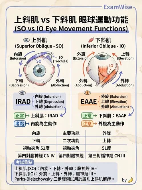 驗光生 - 眼外肌解剖與運動神經支配 - AI 圖文解析預覽