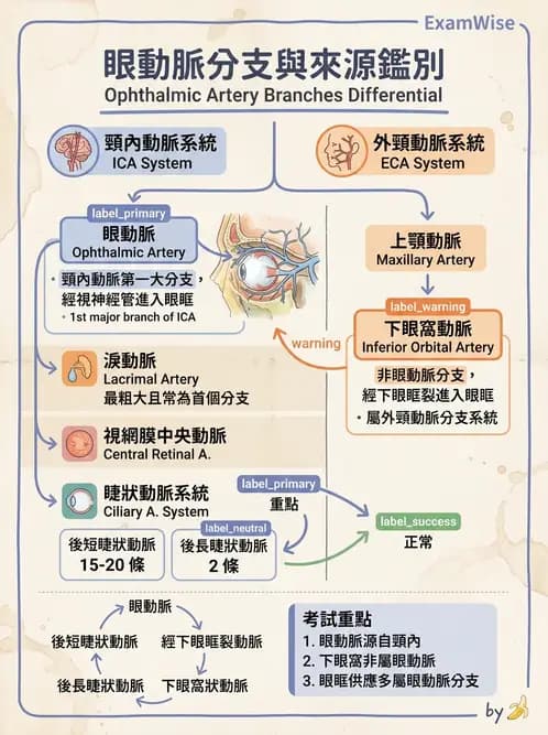驗光生 - 眼部血液供應、脈絡膜與玻璃體 - AI 圖文解析預覽