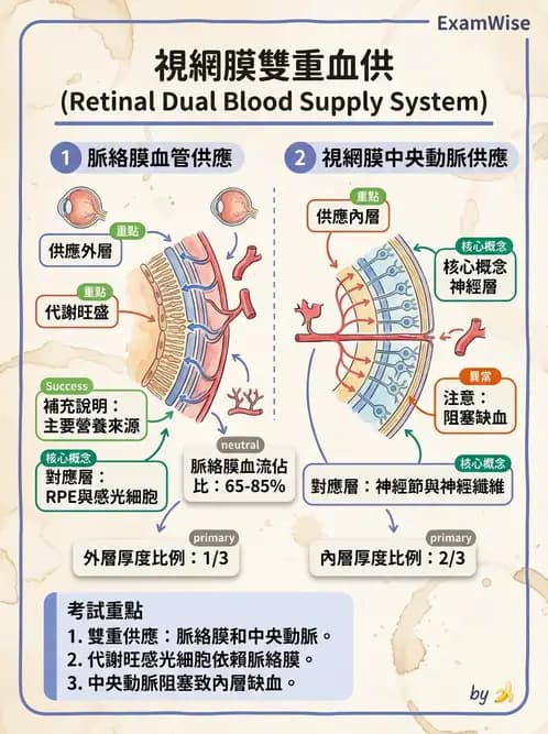 驗光生 - 眼部血液供應、脈絡膜與玻璃體 - AI 圖文解析預覽