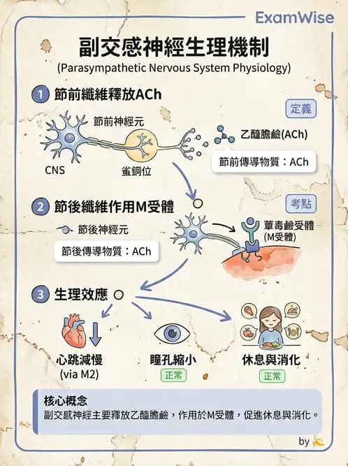 驗光生 - 視覺傳導路徑與瞳孔反射 - AI 圖文解析預覽