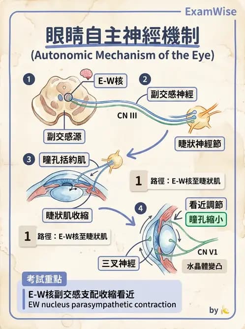 驗光生 - 視覺傳導路徑與瞳孔反射 - AI 圖文解析預覽