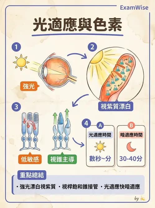 驗光生 - 視覺功能、視野與電生理檢查 - AI 圖文解析預覽