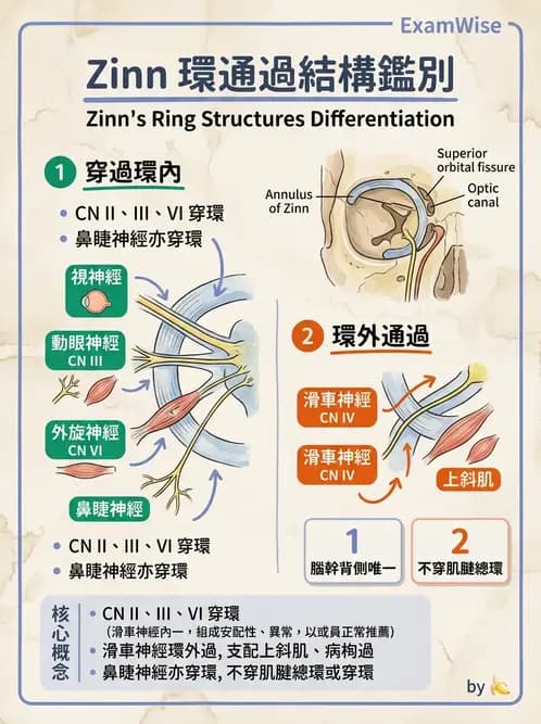 驗光生 - 眼外肌解剖與運動神經支配 - AI 圖文解析預覽