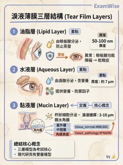 驗光生 - 淚器系統解剖與生理 - AI 圖文解析預覽