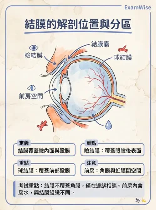 驗光生 - 眼窩骨解剖、眼瞼與結膜 - AI 圖文解析預覽