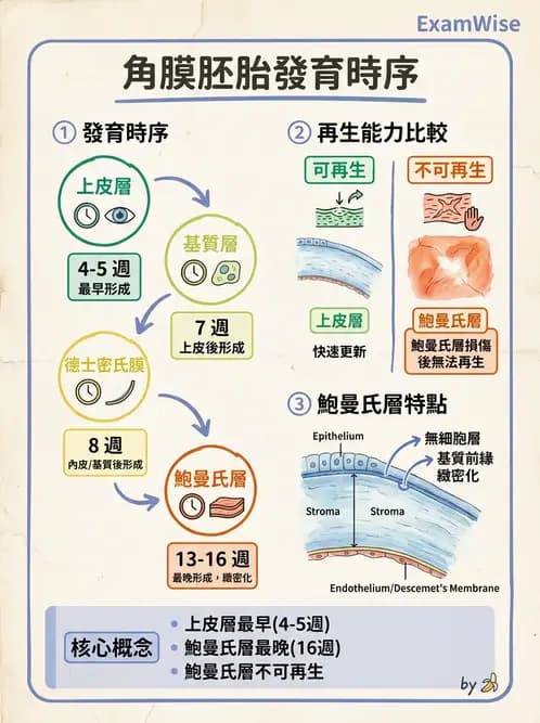 驗光生 - 眼球胚胎發育 - AI 圖文解析預覽