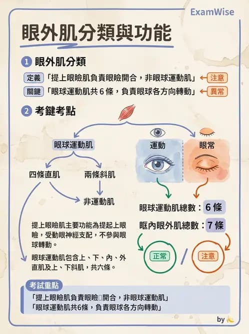 驗光生 - 眼外肌解剖與運動神經支配 - AI 圖文解析預覽